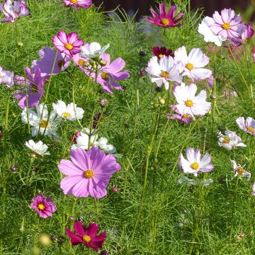 Cosmos bipinnatus Sensation