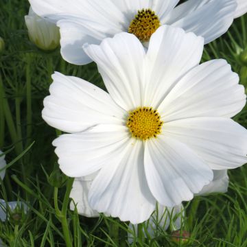 Cosmos bipinnatus Sonata White (semillas)