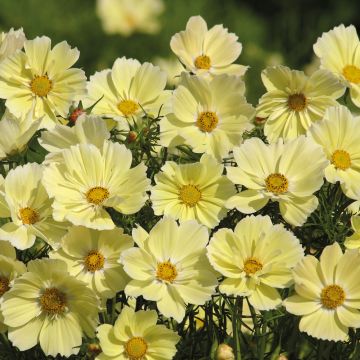 Cosmos bipinnatus Xanthos (semillas)