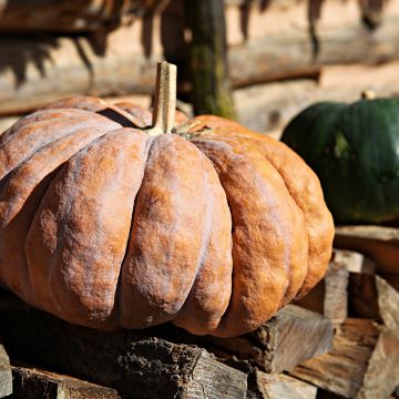 Calabacita amarilla Futtsu Black