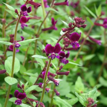 Cuphea lanceolata Purple Passion - Cufea