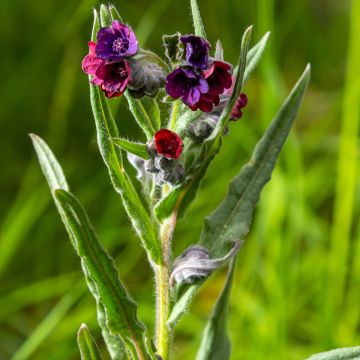 Cynoglossum officinale - Lengua de perro