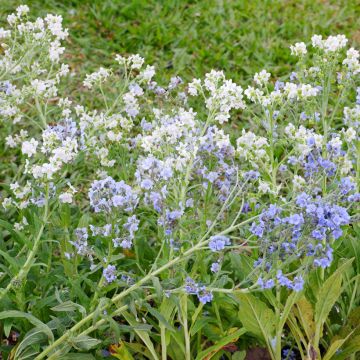 Cynoglossum zeylanicum Chill Out - Lengua de perro