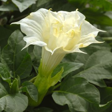 Datura metel Double White Lady