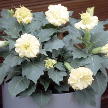 Datura meteloides Double Golden Queen