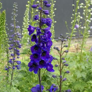 Espuela de caballero - Delphinium Tall Black Knight