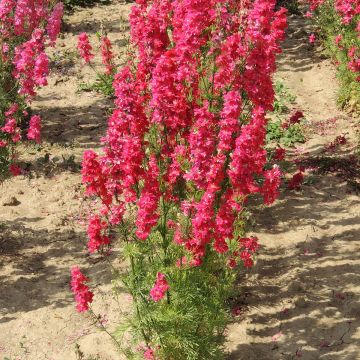 Espuela de caballero - Delphinium Kingsize Scarlet