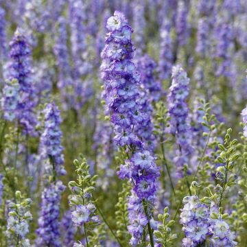 Espuela de caballero - Delphinium consolida DelQIS White Blue Edge