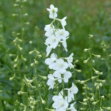 Delphinium belladonna Casablanca (semillas) - Espuela de caballero