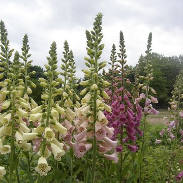 Digitalis x purpurea Foxy Mix - Digitale hybride, Gant de Notre-Dame hybride