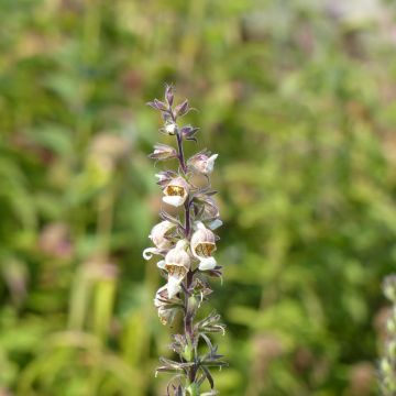 Digitalis lanata Café Crème (semillas) - Dedalera lana