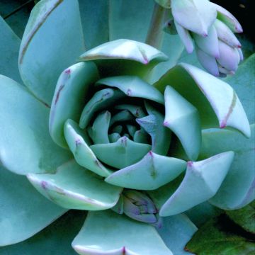 Graines de Echeveria peacockii Urban Orange (enrobées)