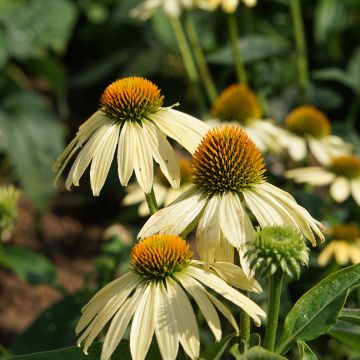 Echinacea purpurea Paradiso Yellow