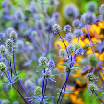 Eryngium planum Blue Glitter - Cardo plano