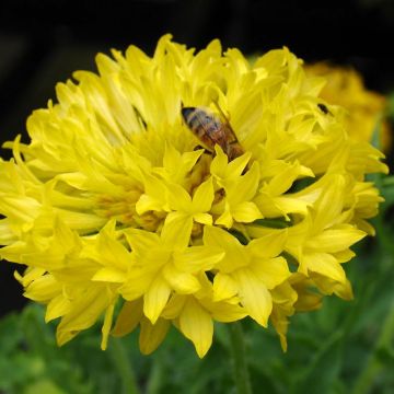 Gaillardia pulchella Yellow Plume