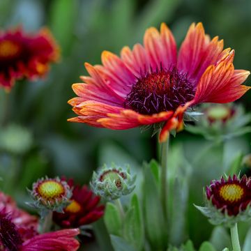 Gaillardia grandiflora Arizona Red Shades (semillas)