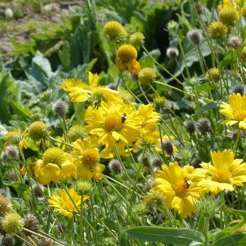 Gaillardia x grandiflora Aurea Pura - 