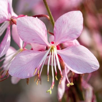 Gaura lindheimeri Emmeline Pink Bouquet