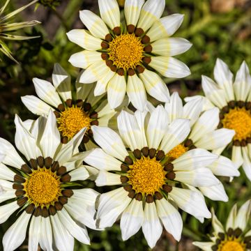 Gazania rigens Kiss White F1