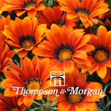 Gazania rigens Kiss bronze