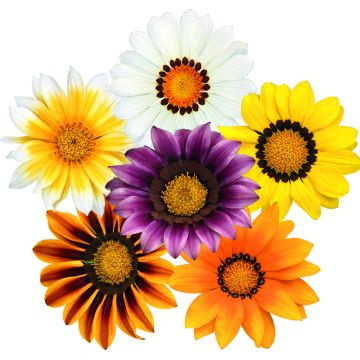 Gazania rigens Zany F1 Mixture - Gazanie