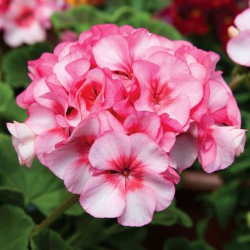 Geranio New Star F1 Hybrid- Pelargonium