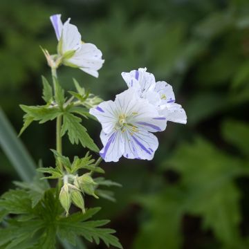 Geranio de prado Splish Splash (semillas) - Geranium pratense