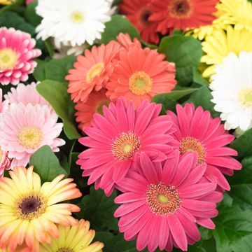 Gerbera Mix - Margarita africana