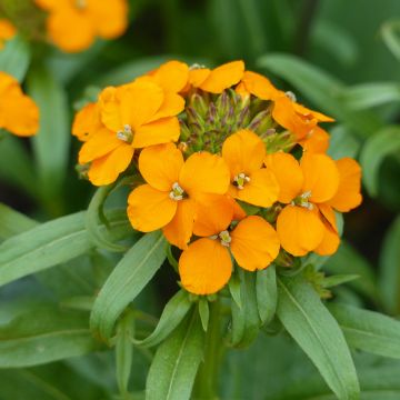 Erysimum x allionii Orange - Alhelí