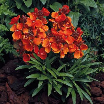 Erysimum Bedder Scarlet (semillas) - Alhelí