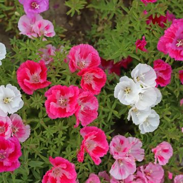 Godetia amoena Pastel Posies