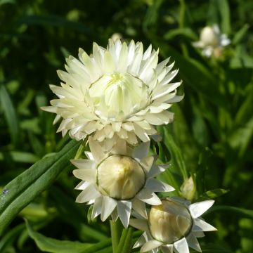 Helichrysum bracteatum monstrosum Creamy White - Bráctea