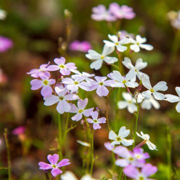 Malcolmia maritima - Alhelí de Maó