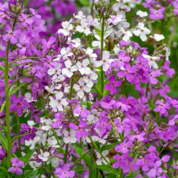 Violeta de los Jardines Mix - Hesperis matronalis