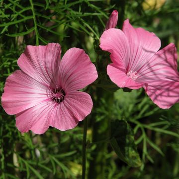 Malva real Loveliness rose