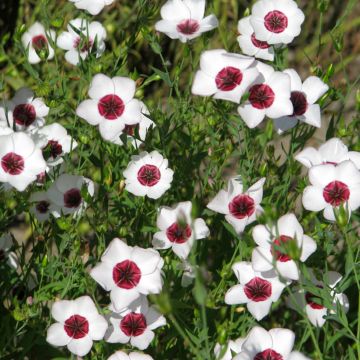 Linum grandiflorum Bright Eyes