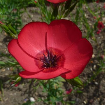 Linum grandiflorum Rubrum