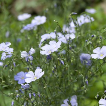 Linum perenne (semillas) - Lino azul