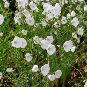 Linum perenne Album - Lino azul