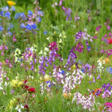 Linaria maroccana Fairy Bouquet mix - Sapo marroquí