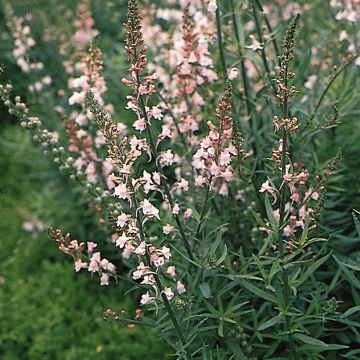 Linaria purpurea Canon J. Went (semillas) - Boca de lobo