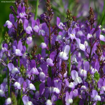 Linaria maroccana Licilia Azure - Sapo marroquí