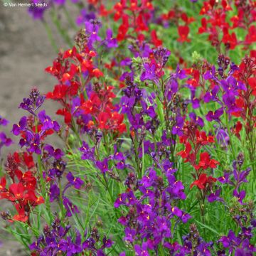 Linaria maroccana Licilia Rhythm & Blues - Sapo marroquí