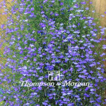 Lobelia erinus Sapphire Cascade