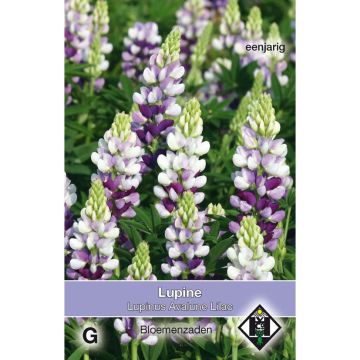 Lupinus hartwegii Avalune Lilac - Altramuz