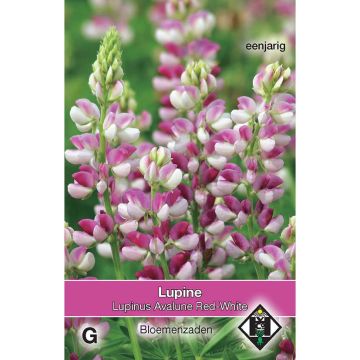 Lupinus hartwegii Avalune Red-White - Altramuz