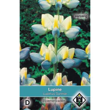 Lupinus cruickshankii Sunrise - Altramuz