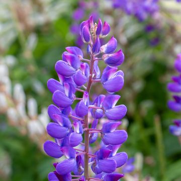 Lupinus perennis - Altramuz perenne