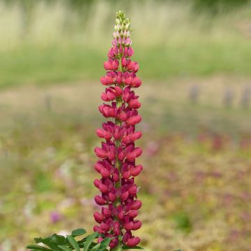 Altramuz Russell Hybrids Mon Château rouge