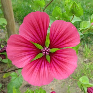 Malope trifida Mix Purple BIO